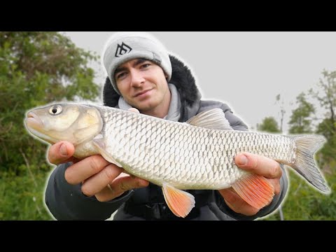 CHUB FOR BREAD! RIVER FEEDER!