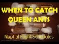 When To Catch Queen Ants Nuptial Flight Schedules AntsCanada Tutorial 36
