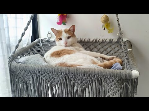 HOW TO MAKE A CAT MACRAME HAMMOCK
