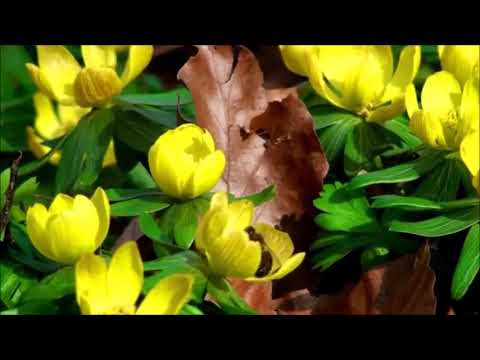 Enya   Orinoco Flow Remix 2020