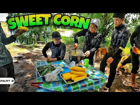 P2-Sweet Corn Harvest - EP1008