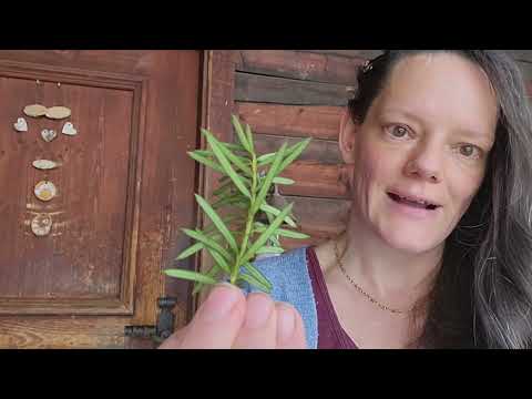 Giftige Eibe vs Tanne vs Fichte