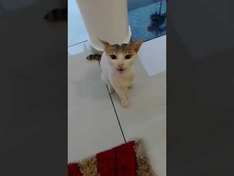 Give me one more chicken leg.... Please give me one more chicken leg.... @CaptBinoyVarakil