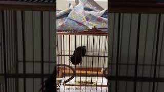 Download lagu Suara Menggoda Burung Bulbul Berjanggut Merah Betina – Perangsang Jantan Terbaik! mp3