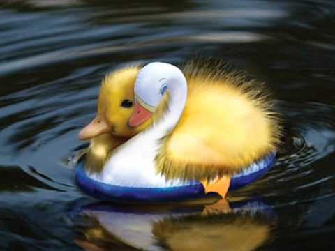 MALINA    OLINESCU          MAC      RATOIUL