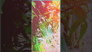 Download lagu Story Wa 'Puing' ( Iwan Fals ) mp3