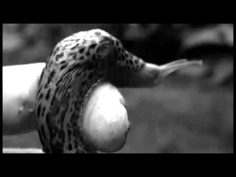 Hal Slug 9000 vs. Dave Bush