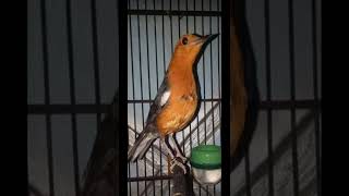 Download lagu Suara Anis Merah Betina Menggoda Jantan mp3