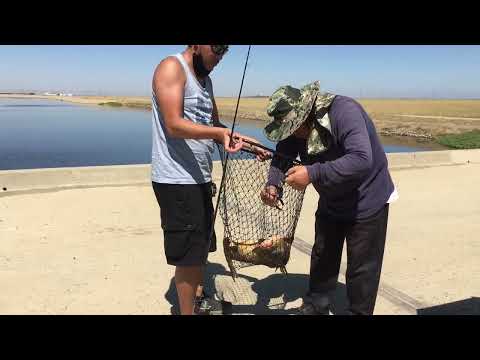 8/28/22 peb mus nuv ntses pam nais , pov nuv tau ib tug loj kawg li , di ncauj ntxeev lees