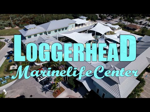 🐢Loggerhead Marinelife Center - A Turtle Hospital / Exhibition [4K]