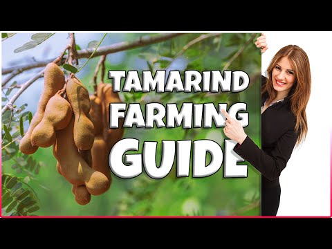 , title : 'Tamarind Farming | How to Grow Tamarind Tree at Home | Comprehensive Tamarind Cultivation Guide'