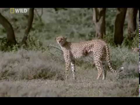 Cheetah: Against All Odds