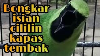 Download lagu CUCAK IJO BONGKAR ISIAN CILILIN/KAPAS TEMBAK mp3 Download lagu CUCAK IJO BONGKAR ISIAN CILILIN/KAPAS TEMBAK mp3