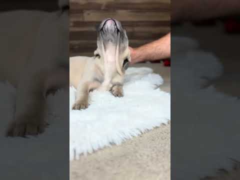 Video 1