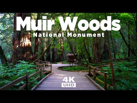 Muir Woods National Monument - Redwood Creek Trail to Hillside Trail - Redwood Forest Virtual Walk