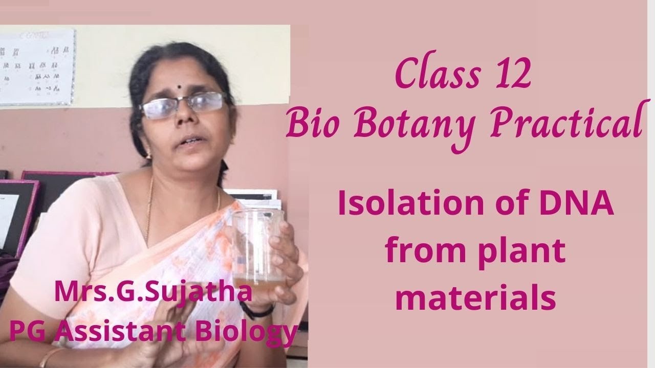 Isolation of DNA from plant materials - Bio Botany Practical Class 12