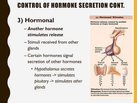 Chapter 17 Endocrine System