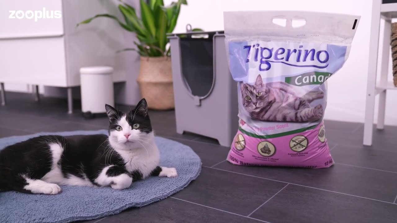 Tigerino Canada Style żwirek dla kota – zapach pudru dziecięcego | zooplus.pl