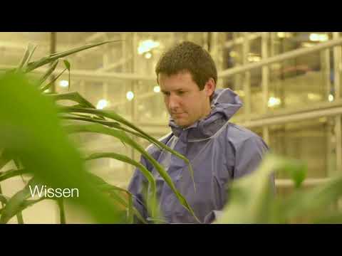 KWS Austria Saat: Zukunft säen - seit 1856