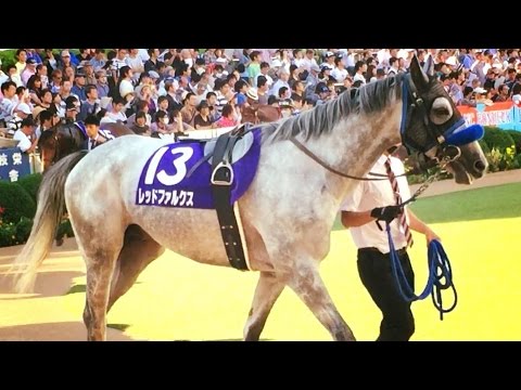 2016.10.02第５０回スプリンターズＳ①パドック①