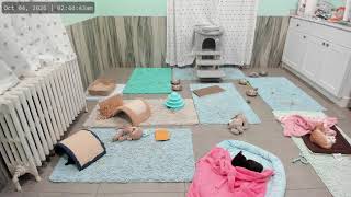 New Jersey · Woodbury · Kitkat Playroom · NJ live stream