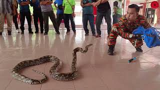 Download lagu SIFAT ULAR TEDUNG & SIFAT ULAR SAWA | KURSUS ULAR JABATAN PERHUTANAN NEGERI PERAK mp3