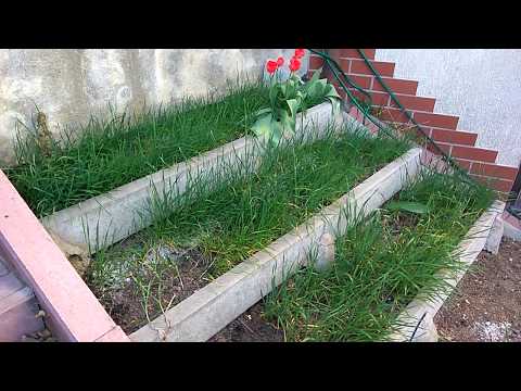 Czosnek polski z własnych nasion