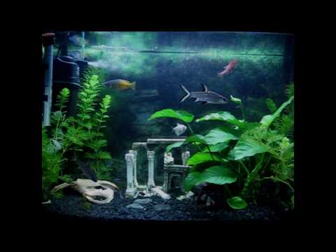 Lo Greco Bros & Flow Bop Softly Sunrise (27Rooms & Kate3Surnames video)