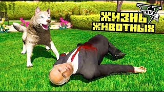 ЖИЗНЬ ЖИВОТНЫХ В ГТА 5 МОДЫ! ПЁС ПОКУСАЛ ПРЕЗИДЕНТА! ВЫГНАЛИ ИЗ ДОМА! ОБЗОР МОДА В GTA 5 MODS ИГРЫ