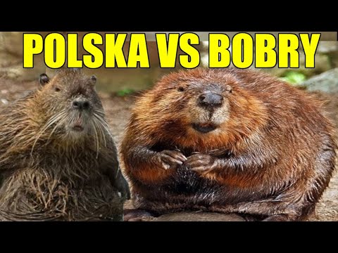 Historia Memów - BOBER | BÓBR K...!