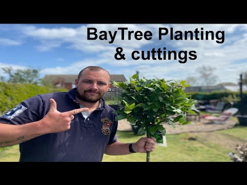 Bay tree planting and cuttings