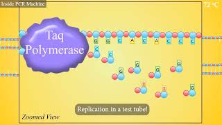 PCR (Polymerase Chain Reaction) Animation