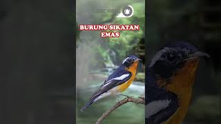Download lagu SUARA BURUNG SIKATAN EMAS mp3