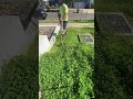All Lawns Will Be Clover Lawns by 2025