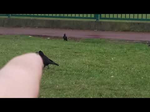 Film dokumentalny o życiu kruka