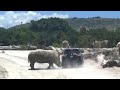 Watch Rhino Attacks Vehicle At Safari Park