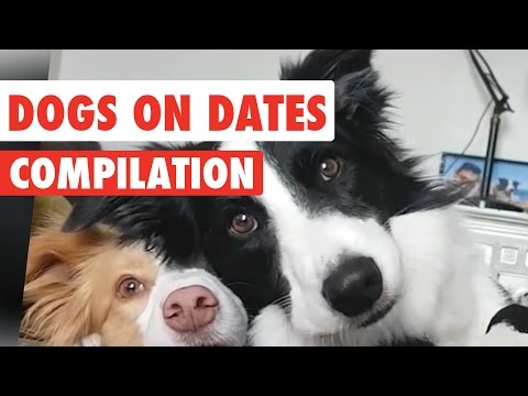Dogs On Dates Video Compilation 2017