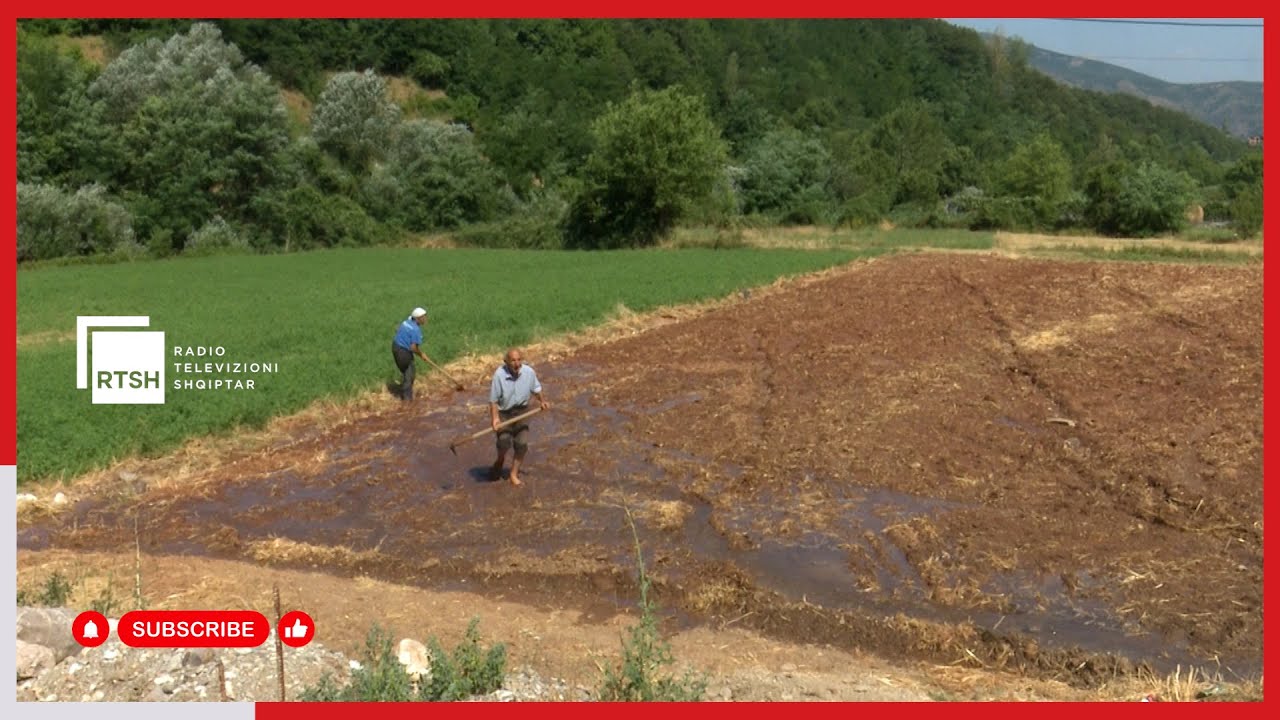 Temperaturat e larta nuk ndalin fermerët e Kukësit, pas korrjes së grurit ka nisur mbjellja e misrit