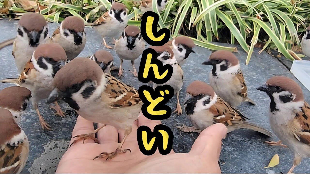 季節の変わり目はつらいよ【すずめ日記】