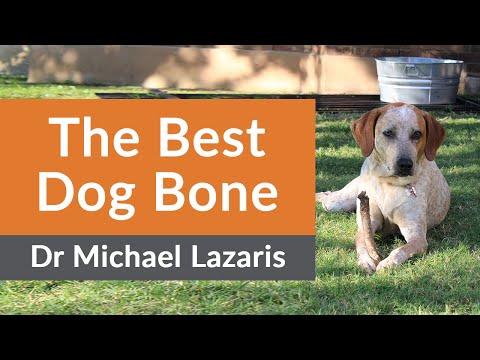 Veterinarians Guide To The Best And Worst Dog Bones