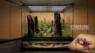 Vampire Crab Overpopulation - Creating a Vampire Crab Ecosystem l Aquarium-Paludarium with Driftwood