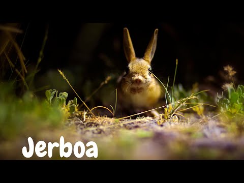 How Fast Is The Mini Kangaroo Of The Desert?