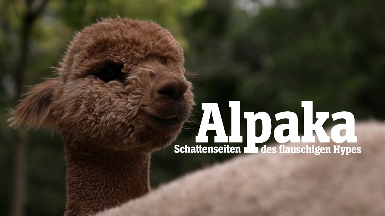Alpaka und die Schattenseiten des flauschigen Hypes | SPIEGEL TV für Arte Re: