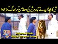 Babbar Sher Khareednay Aaia Sher Ki Dhaarr Soon Ka Dar Gia Albela TV