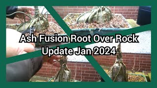 Ash Fusion Root Over Rock Bonsai Update Jan 2024