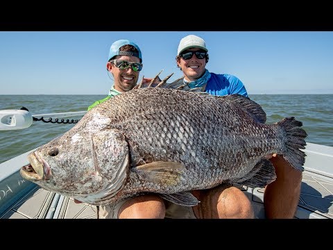 MASSIVE Record Size Tripletail Fish