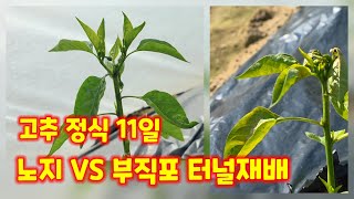 고추 재배 방법 부직포 터널 재배 노지 재배 심은지 11일 비교 충북 괴산 풀뿌리농장 석성수 [고추재배방법]