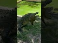 Salty Being Salty Huge 15 Plus Foot Salt Water Crocodile Crocodile Catchmeoutside