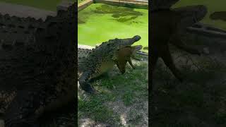 Salty being salty. Huge 15 plus foot salt water crocodile!!! #crocodile #catchmeoutside