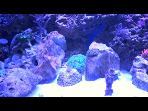 Akwarium morskie 300l - trzy miesiace od zalania .